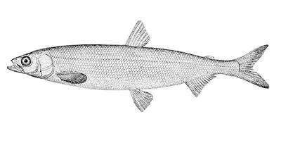 Surf smelt (Hypomesus pretiosus)