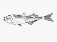 Surf sprite (Iso natalensis)