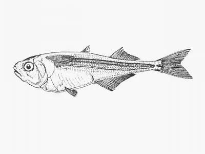Surf sprite (Iso natalensis)