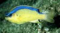 Surge damselfish (Chrysiptera brownriggii)