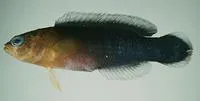 Surge dottyback (Pseudochromis cyanotaenia)