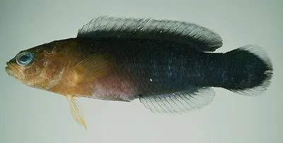 Surge dottyback (Pseudochromis cyanotaenia)