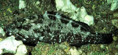 Surge grouper (Epinephelus socialis)