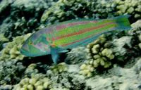 Surge wrasse (Thalassoma purpureum)
