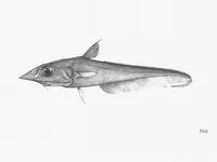 Surgeon grenadier (Coelorinchus acanthiger)