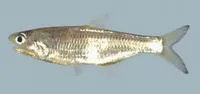Surinam anchovy (Anchovia surinamensis)