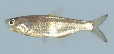 Surinam anchovy (Anchovia surinamensis)