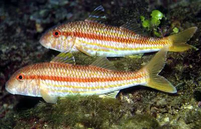 Surmullet (Mullus surmuletus)