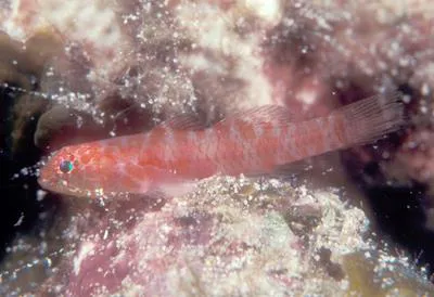 Susan's pygmygoby (Eviota susanae)