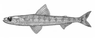 Suspicious lizardfish (Saurida suspicio)