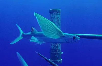 Sutton's flyingfish (Cheilopogon suttoni)