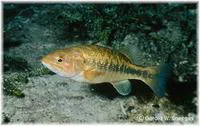 Suwannee bass (Micropterus notius)