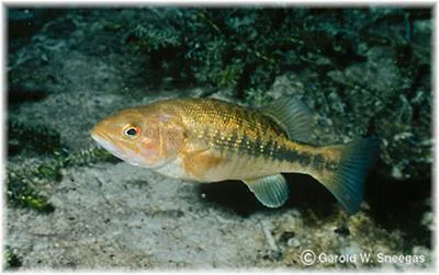 Suwannee bass (Micropterus notius)