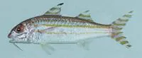 Swahili goatfish (Upeneus suahelicus)