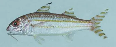 Swahili goatfish (Upeneus suahelicus)