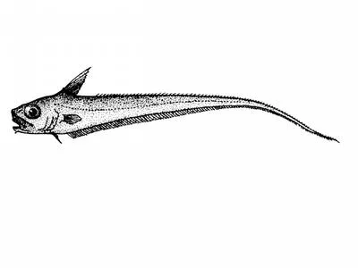 Swallow grenadier (Sphagemacrurus hirundo)