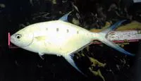 Swallowtail dart (Trachinotus coppingeri)