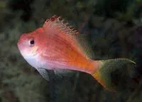 Swallowtail hawkfish (Cyprinocirrhites polyactis)