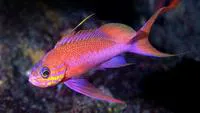Swallowtail seaperch (Anthias anthias)