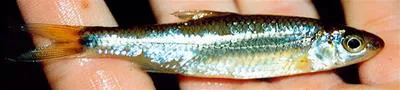 Swallowtail shiner (Notropis procne)