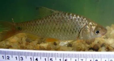 Swamp barb (Puntius chola)