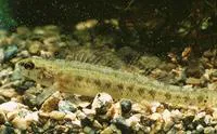 Swamp darter (Etheostoma fusiforme)
