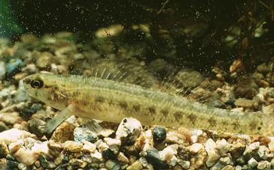 Swamp darter (Etheostoma fusiforme)