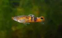 Swamp guppies (Micropoecilia picta)