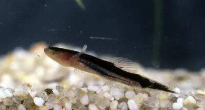 Swampfish (Chologaster cornuta)