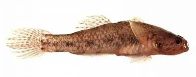Swan river goby (Pseudogobius olorum)