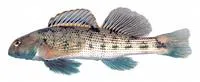 Swannanoa darter (Etheostoma swannanoa)