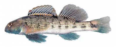 Swannanoa darter (Etheostoma swannanoa)