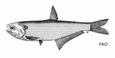 Swatow thryssa (Thryssa adelae)