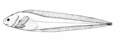 Swellhead snailfish (Paraliparis cephalus)