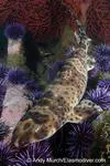 Swellshark (Cephaloscyllium ventriosum)
