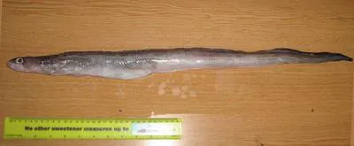 Swollen-headed conger eel (Bassanago bulbiceps)