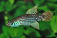 Swordfin killifish (Campellolebias brucei)