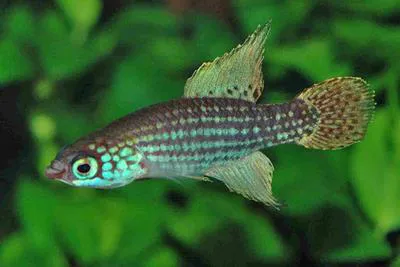 Swordfin killifish (Campellolebias brucei)