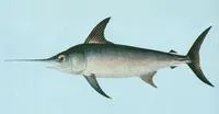 Swordfish (Xiphias gladius)