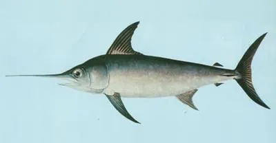 Swordfish (Xiphias gladius)