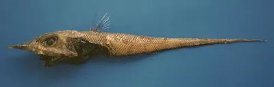 Swordsnout grenadier (Coelorinchus occa)