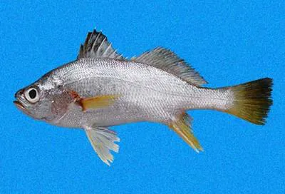 Swordspine croaker (Bairdiella ensifera)