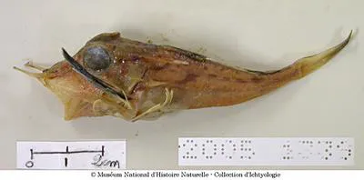 Swordspine gurnard (Pterygotrigla hoplites)