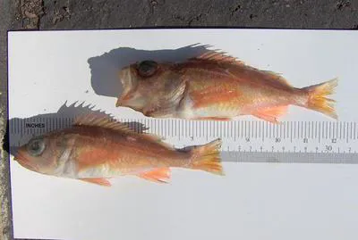 Swordspine rockfish (Sebastes ensifer)