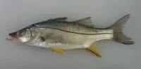 Swordspine snook (Centropomus ensiferus)