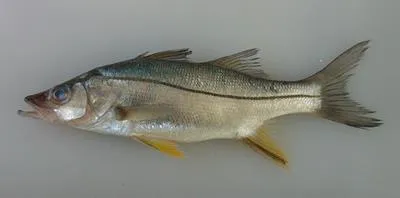 Swordspine snook (Centropomus ensiferus)