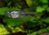 Swordtail characin (Corynopoma riisei)