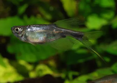 Swordtail characin (Corynopoma riisei)
