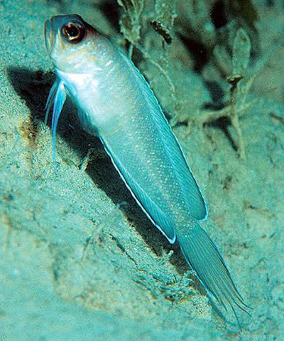 Swordtail jawfish (Lonchopisthus micrognathus)