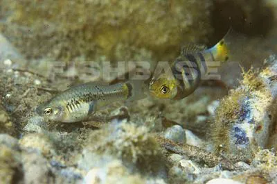 Swordtail platyfish (Xiphophorus xiphidium)